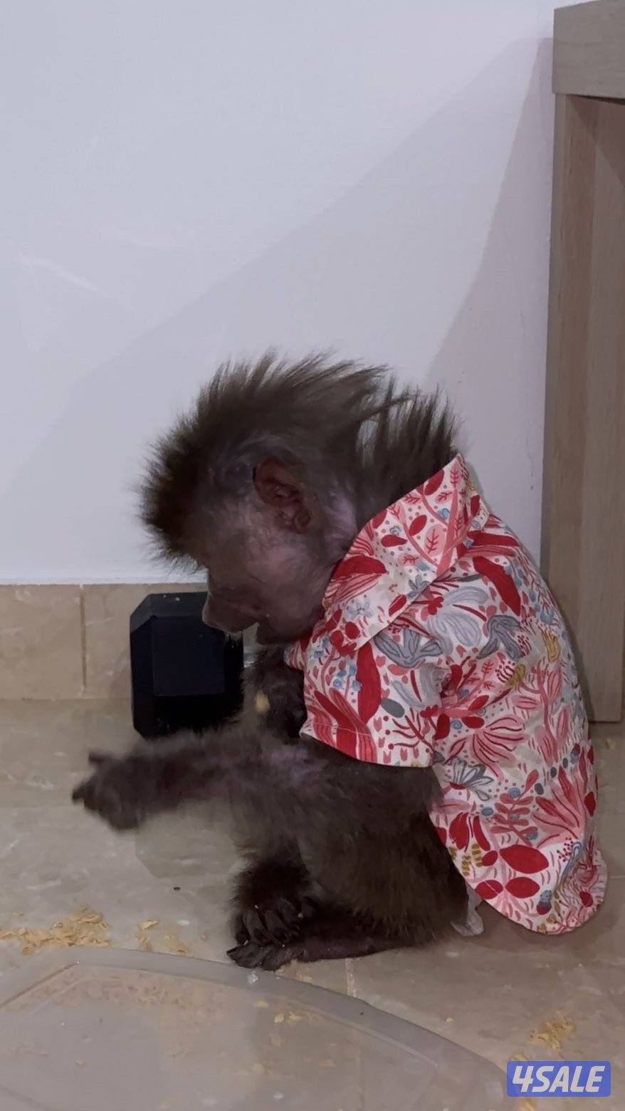 Monkey is very cute : very tame1