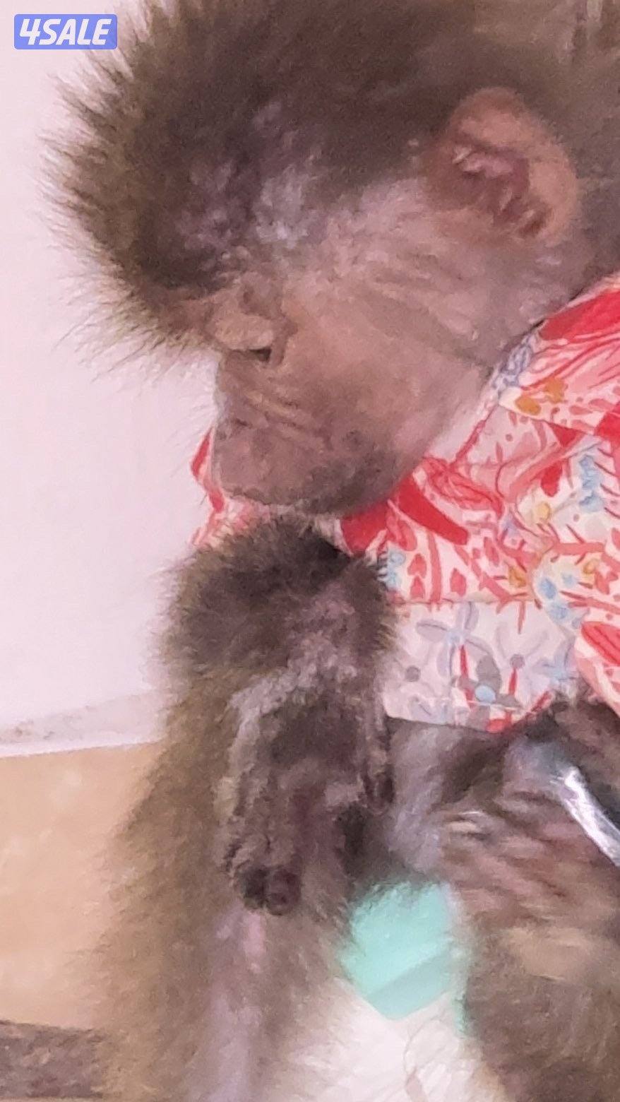 Monkey is very cute : very tame3