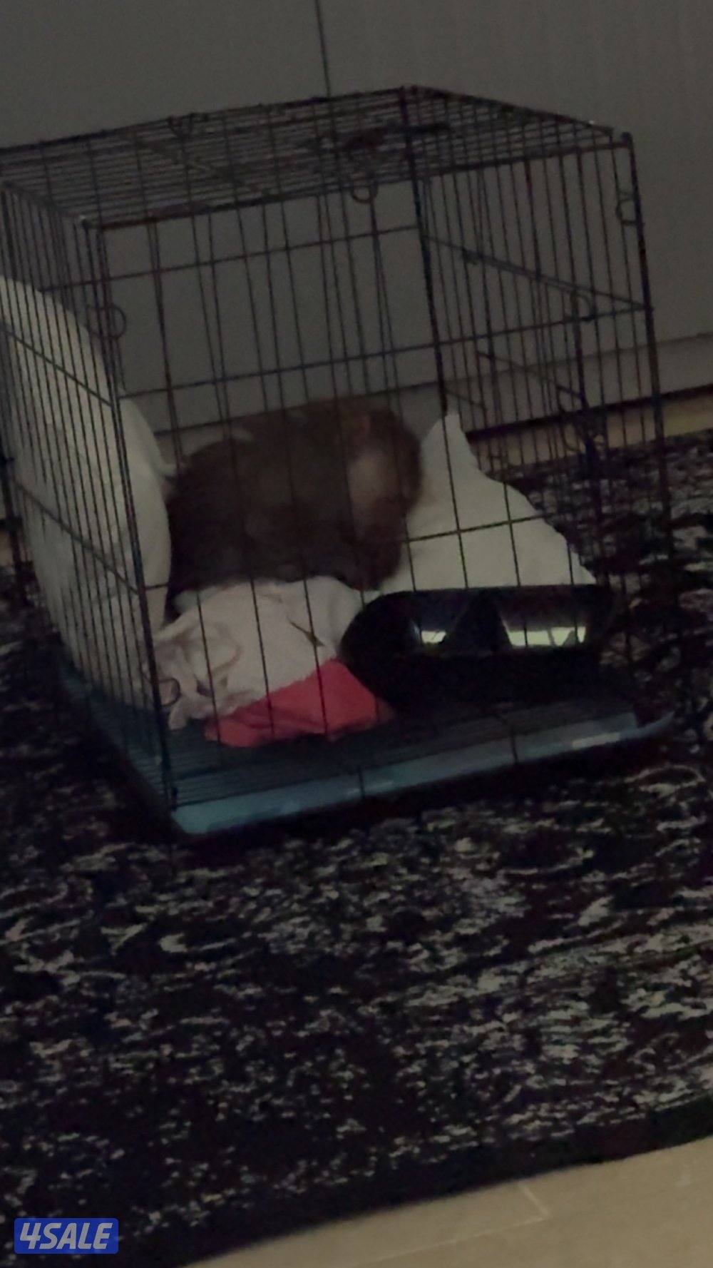 Monkey is very cute : very tame5