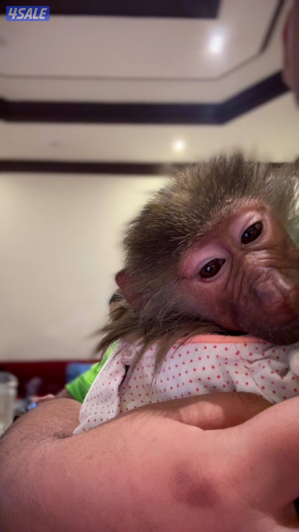 Monkey is very cute : very tame4