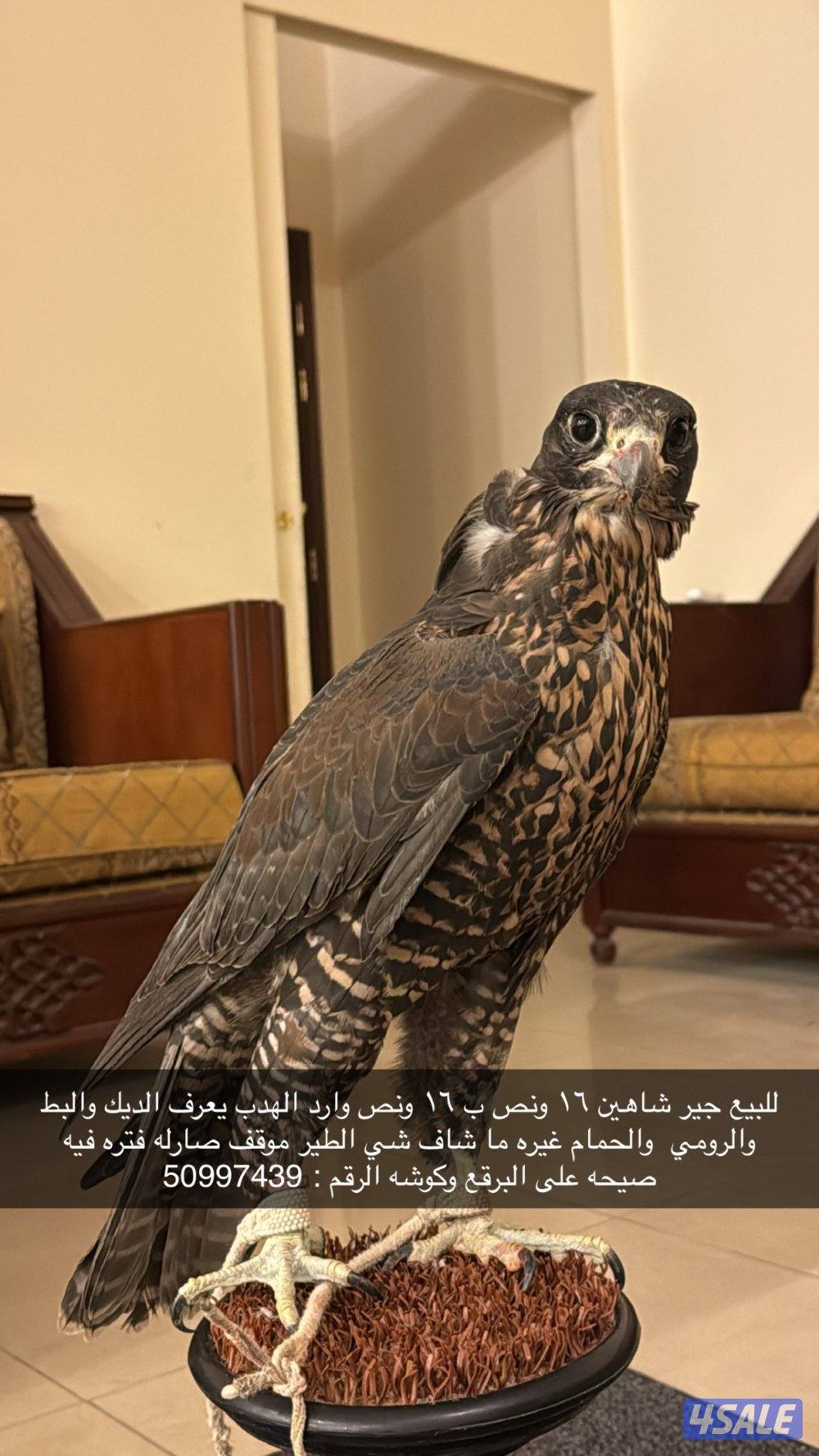 جير شاهين وارد الهدب0