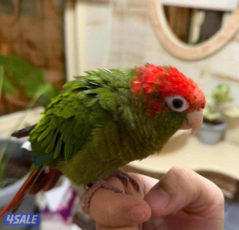 كنيور ربوه اللون روز كراون1