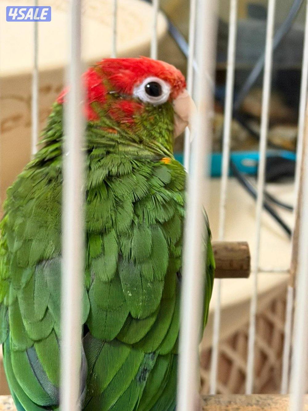 كنيور ربوه اللون روز كراون3