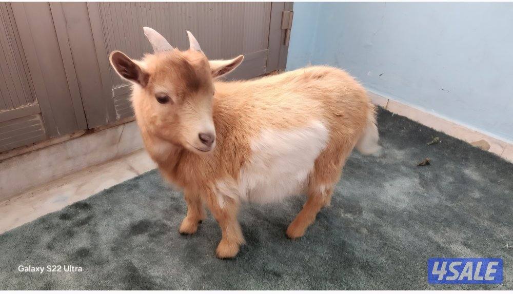 قزم ماعز أليف ولعوب – فرصة مميزة 🐐0