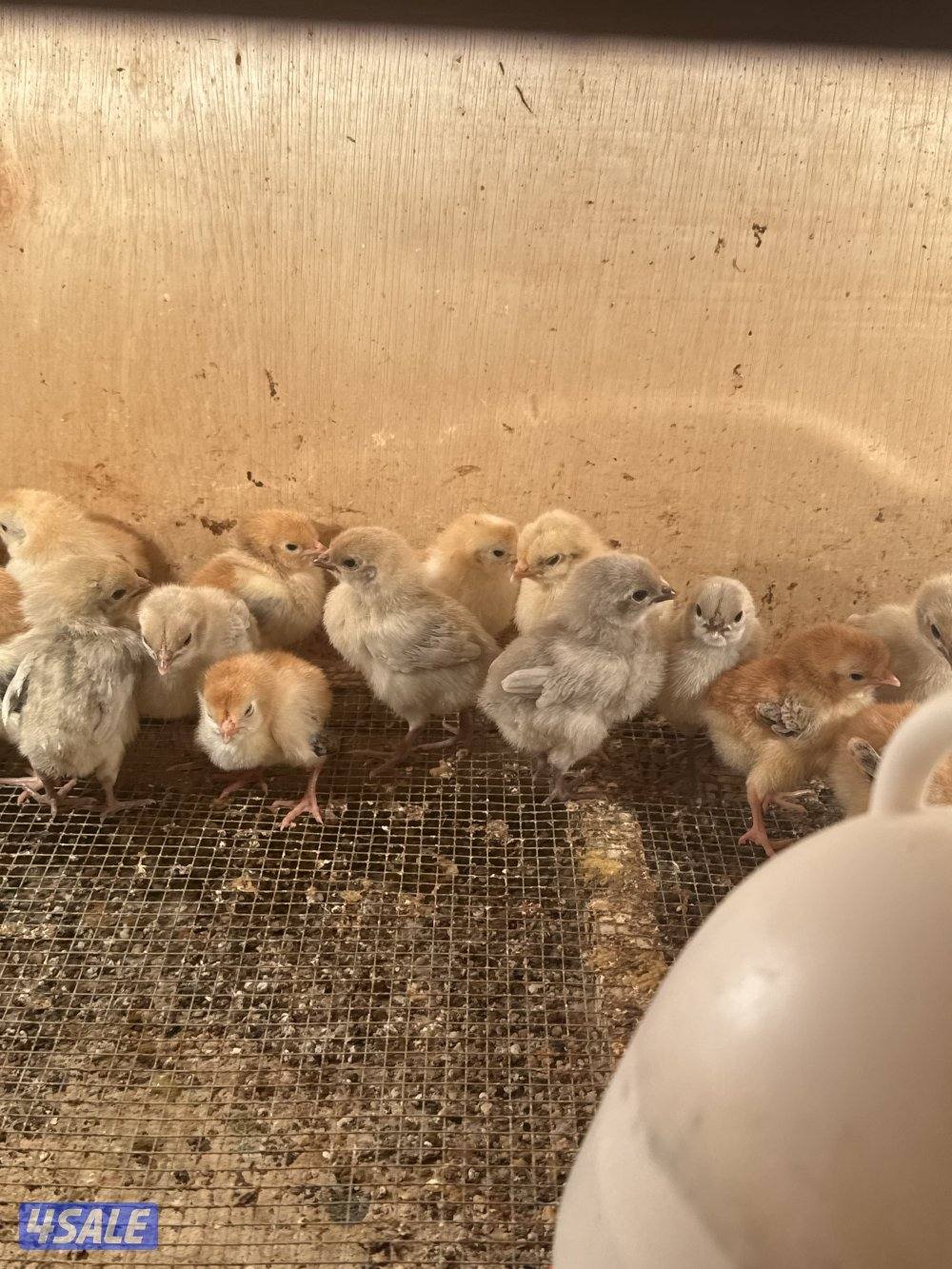 فروخ دجاج عربي قديم وفيومي قولدات0