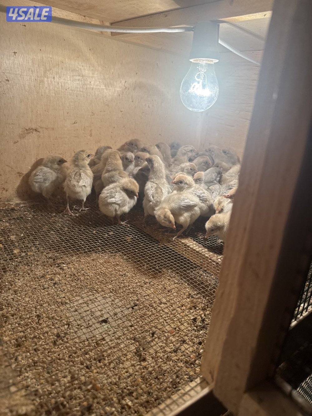 فروخ دجاج عربي قديم وفيومي قولدات1