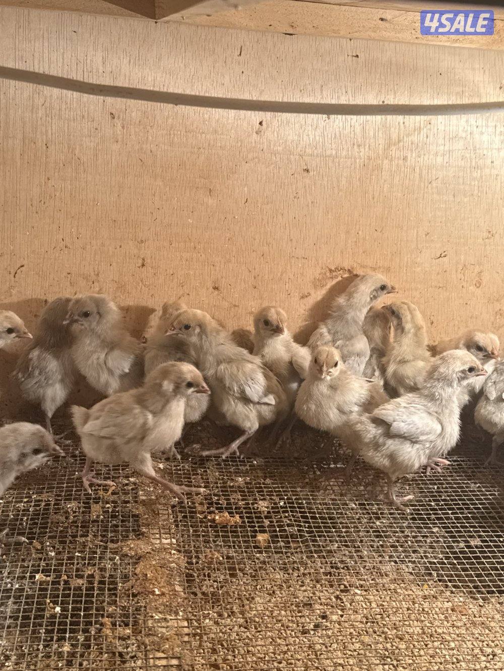 فروخ دجاج عربي قديم وفيومي قولدات2