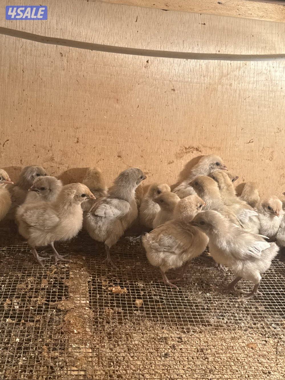 فروخ دجاج عربي قديم وفيومي قولدات3