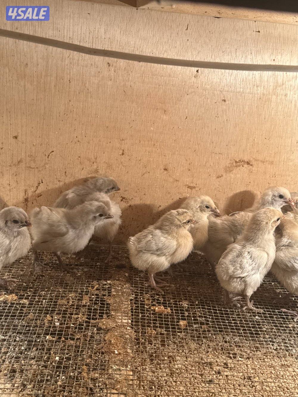 فروخ دجاج عربي قديم وفيومي قولدات4