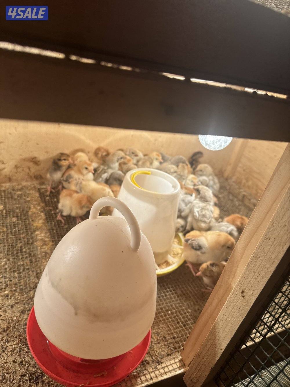 فروخ دجاج عربي قديم وفيومي قولدات5