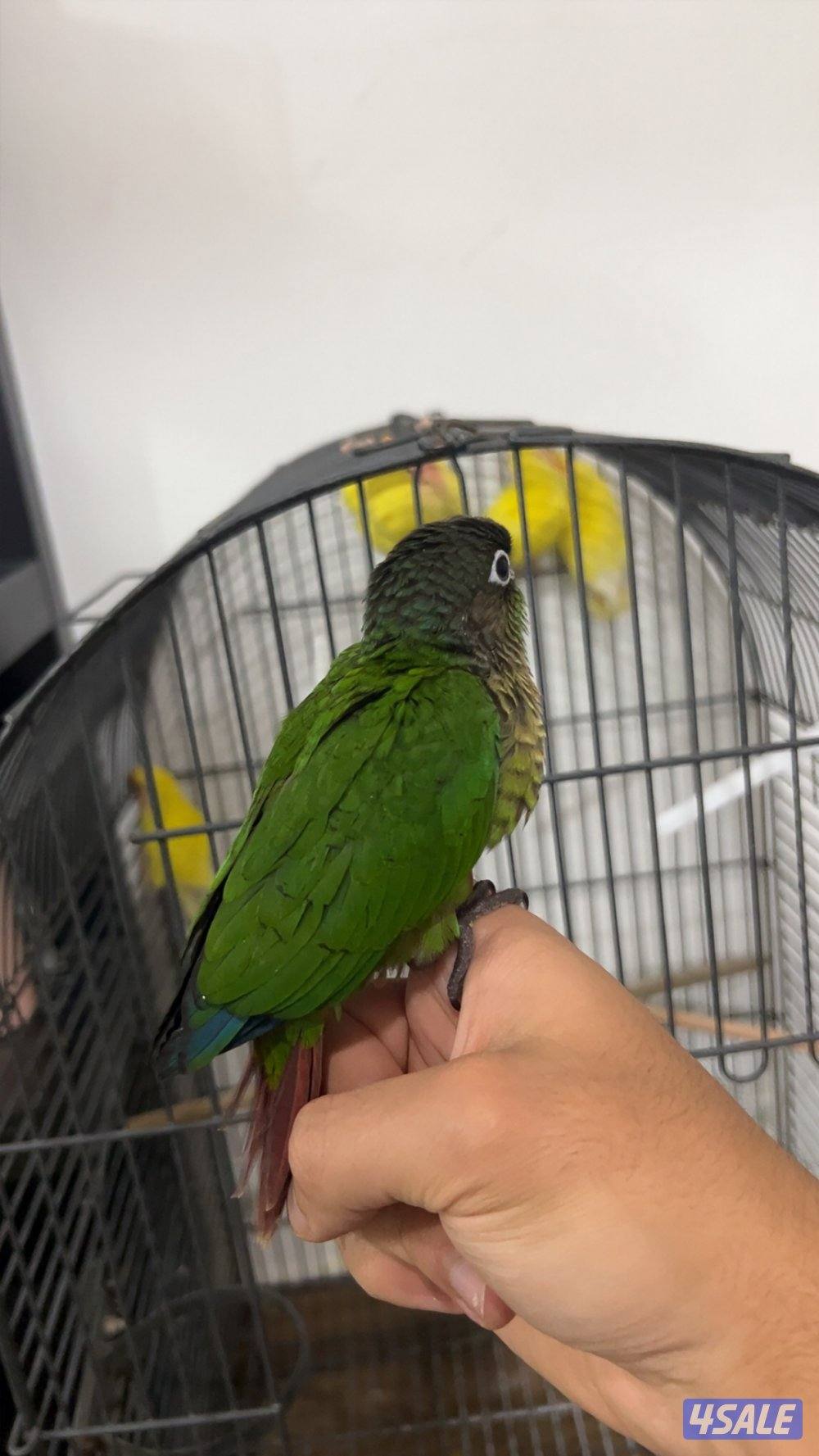 وكنيور ربوه0