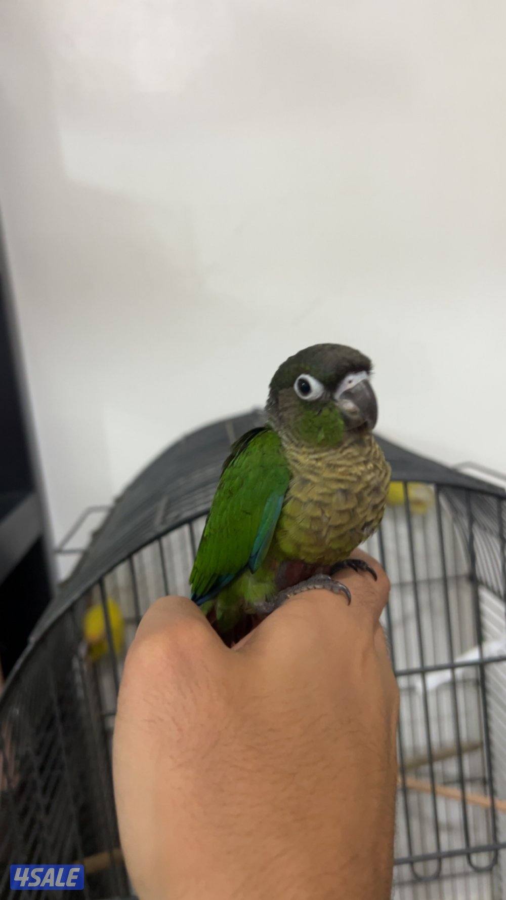 وكنيور ربوه1