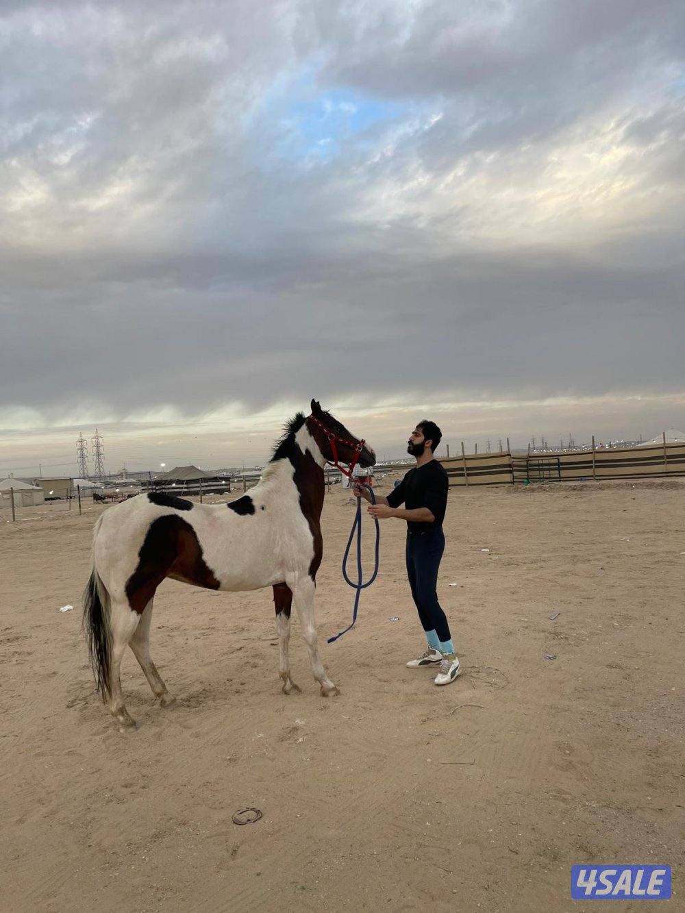 خيل بولنديه0