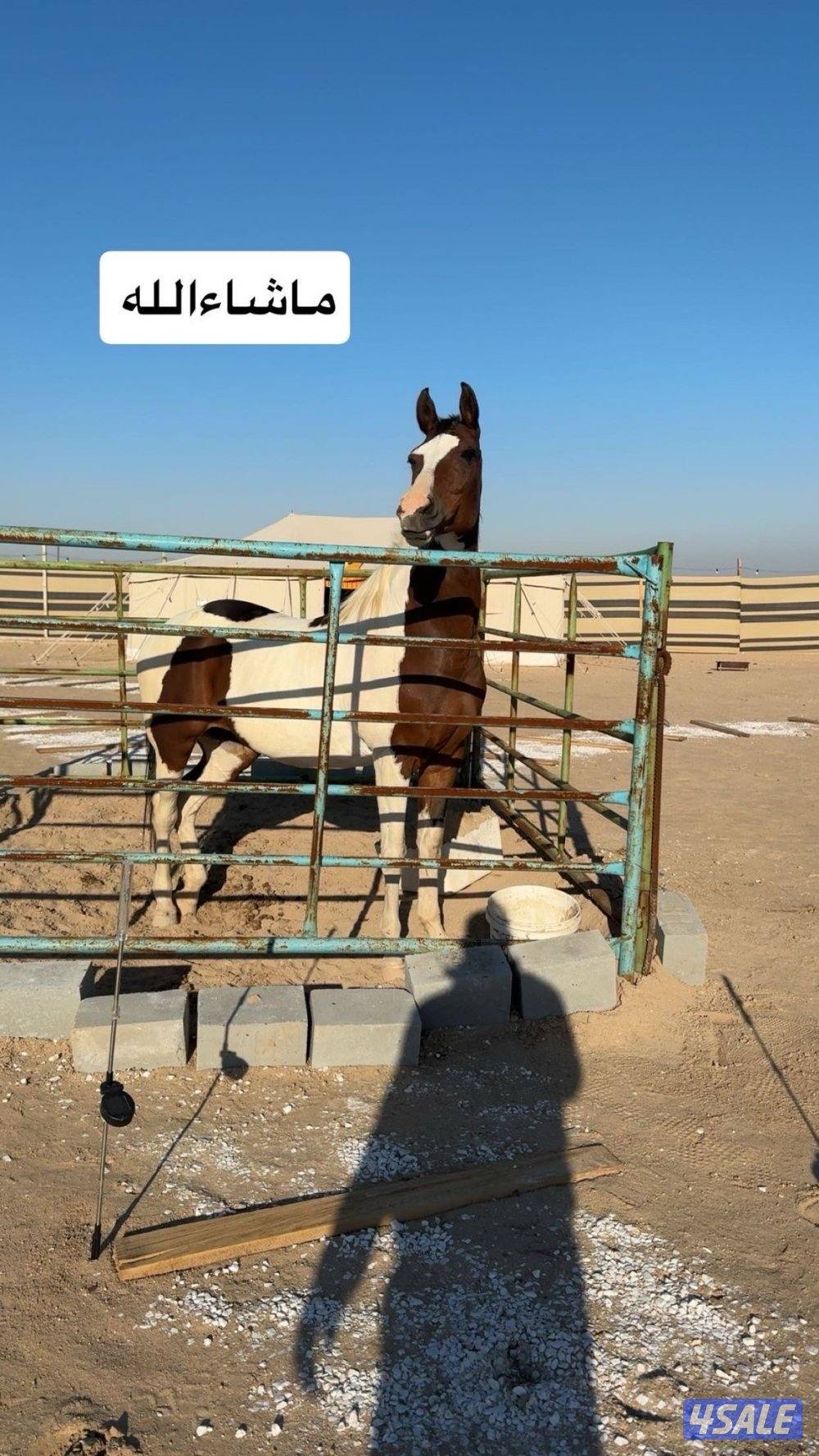 خيل بولنديه1