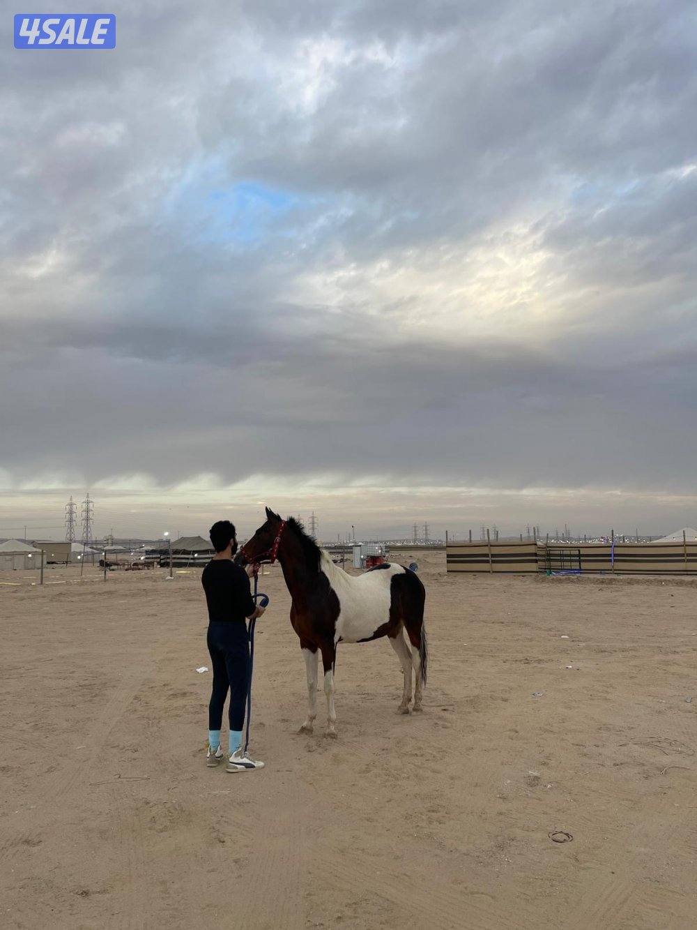 خيل بولنديه2