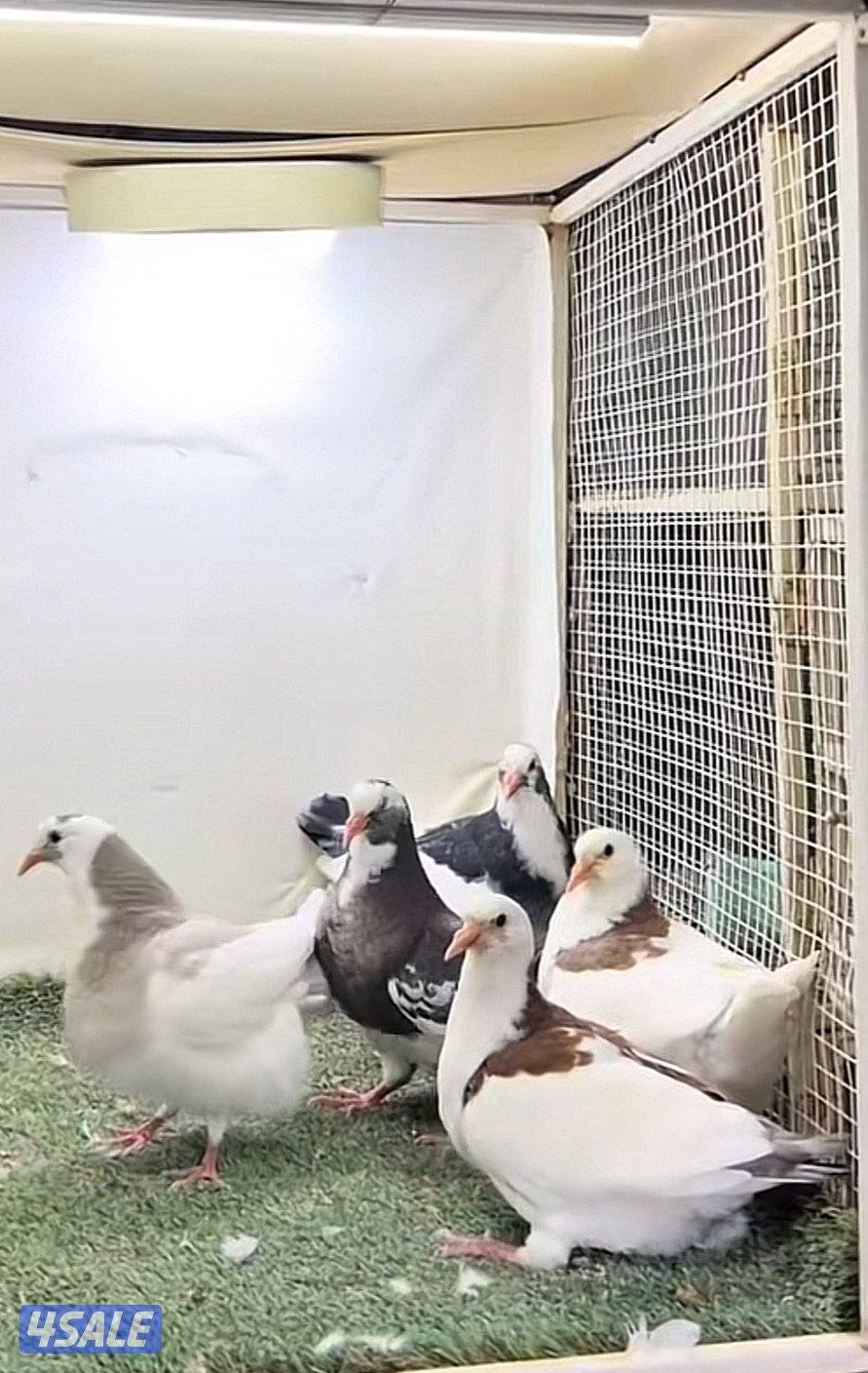 فروخ زاجل وفروخ لاحم فرنسي يوجد خدمة توصيل ويوجد طبخ0