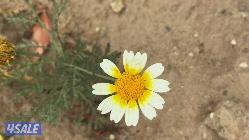 للايجار غرفه بحمام بالصباحيه ق10