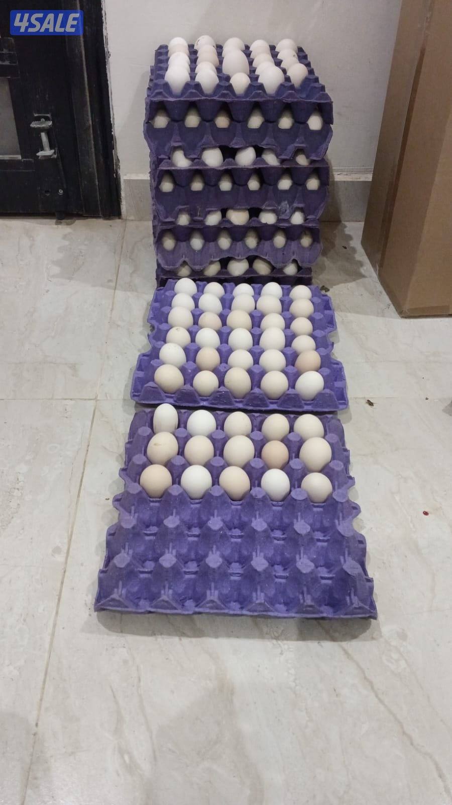 بيض و صيصان1