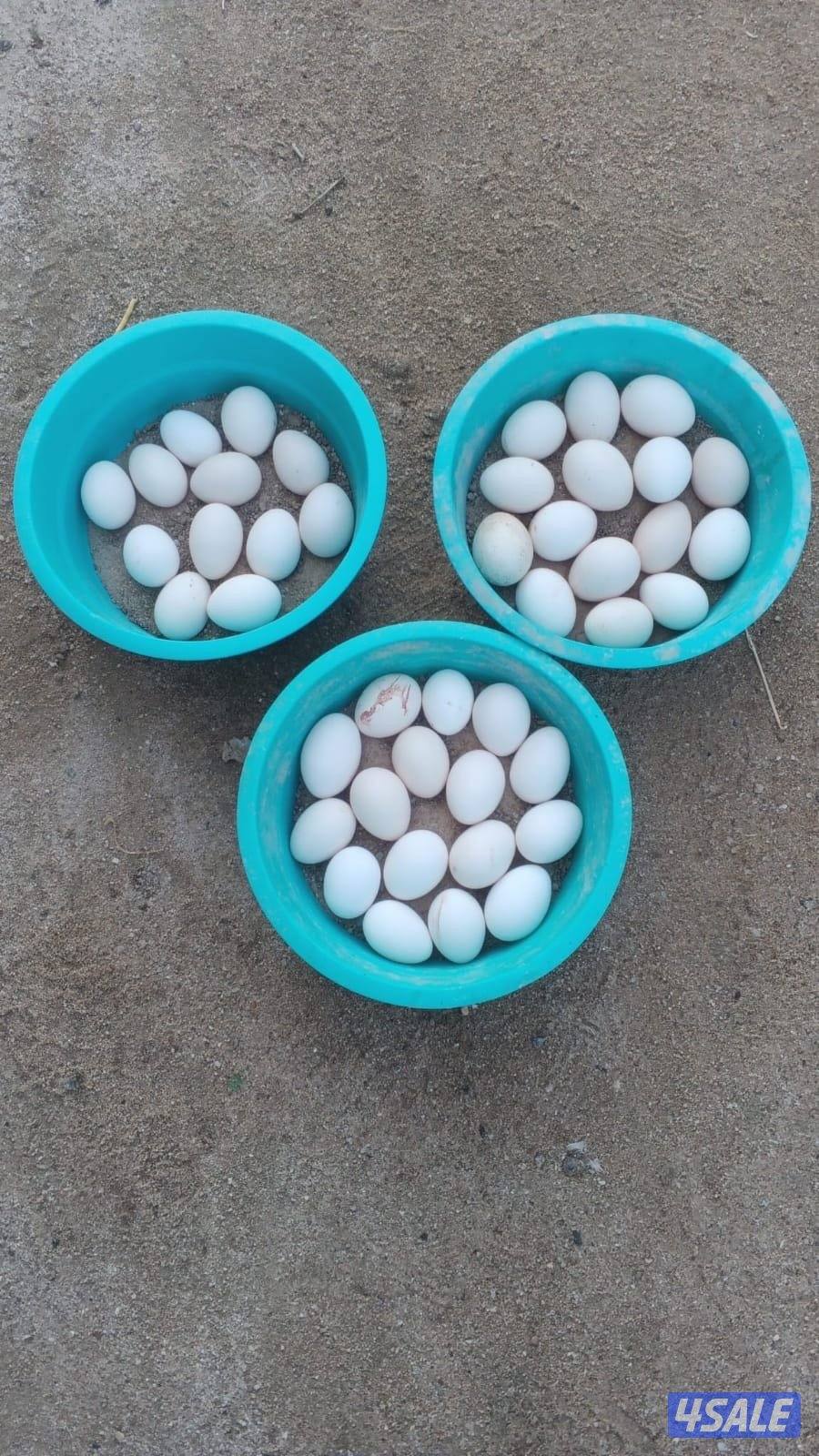 بيض و صيصان2