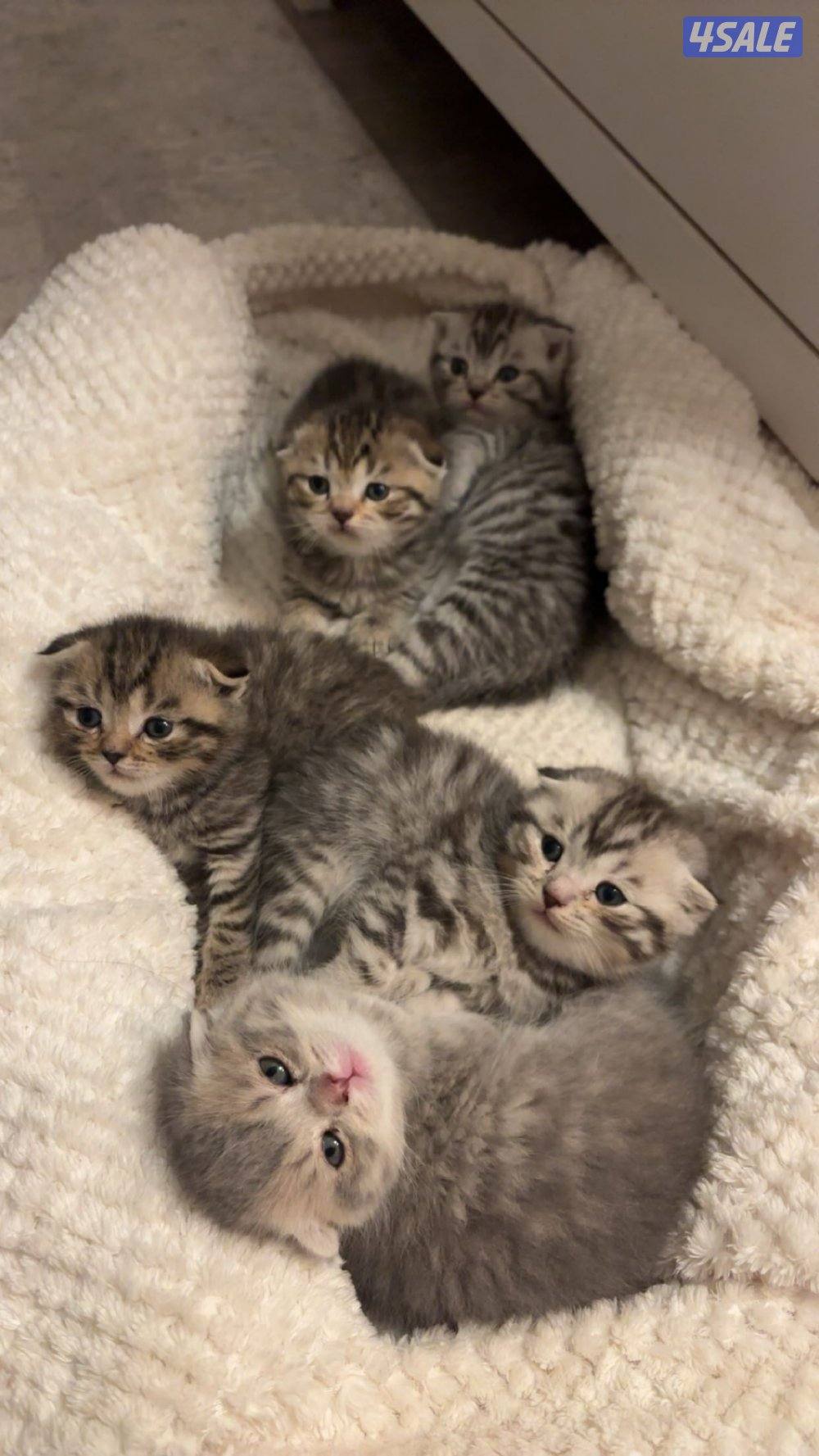 موتبني  عمرهم شهرين1