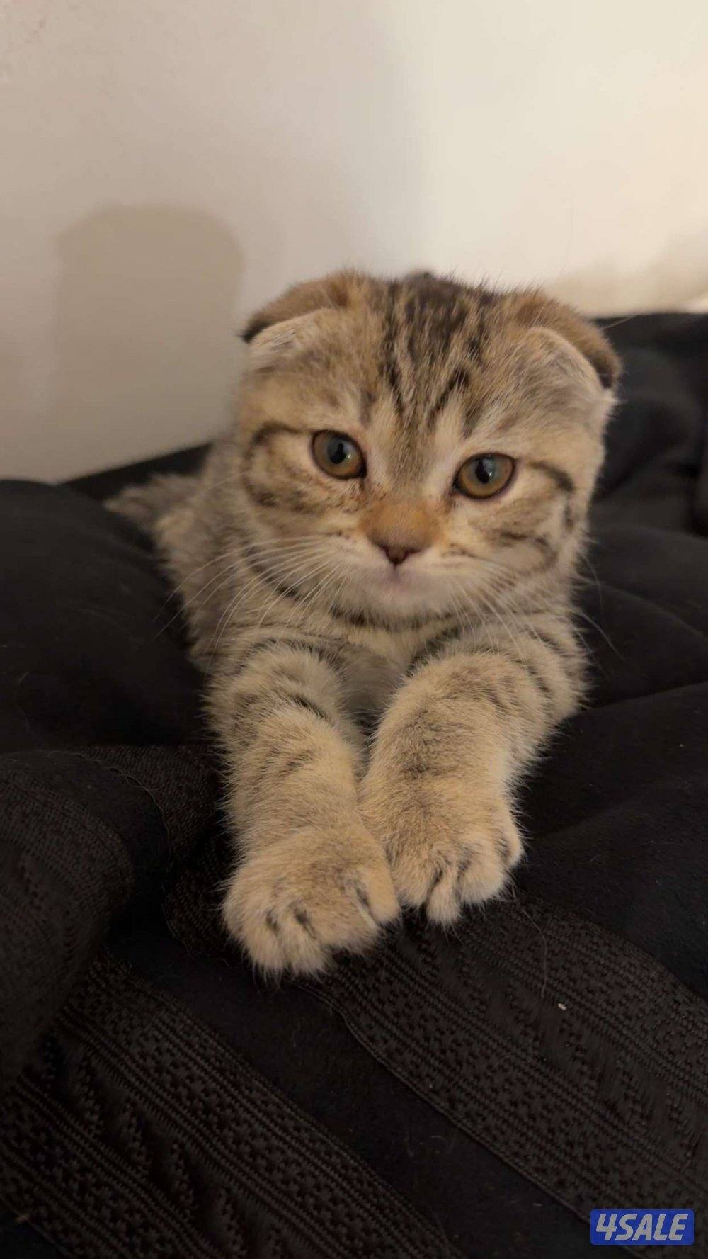 موتبني  عمرهم شهرين2