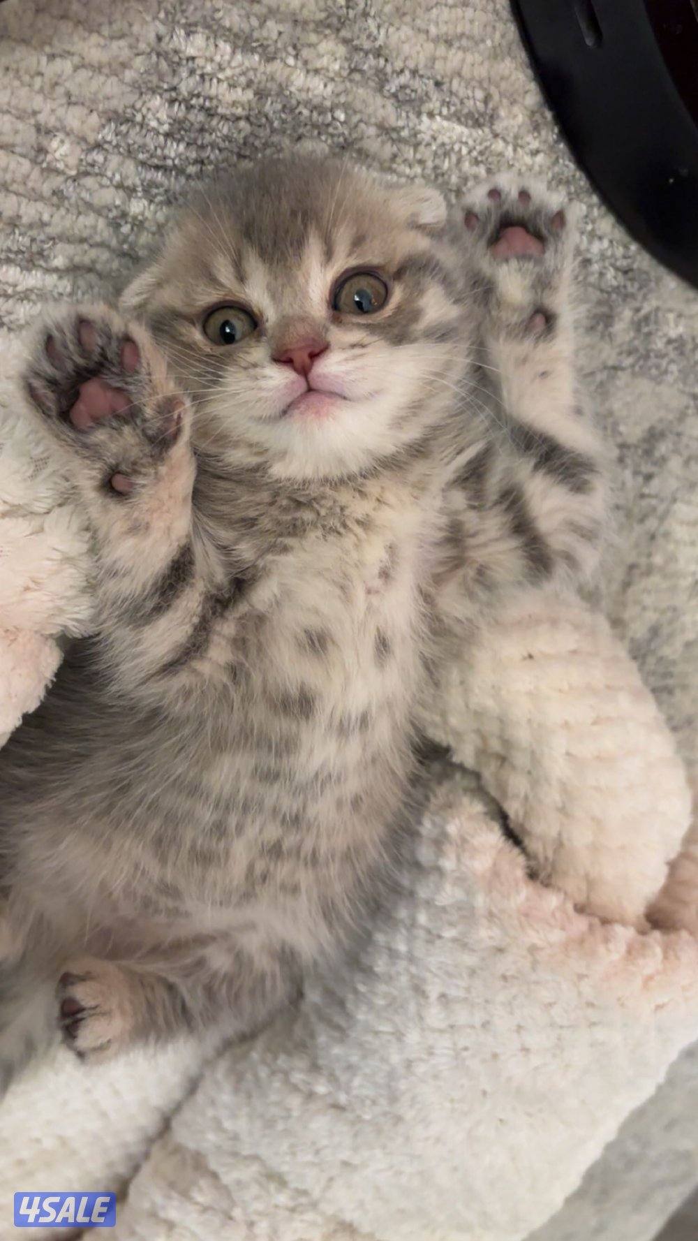 موتبني  عمرهم شهرين3