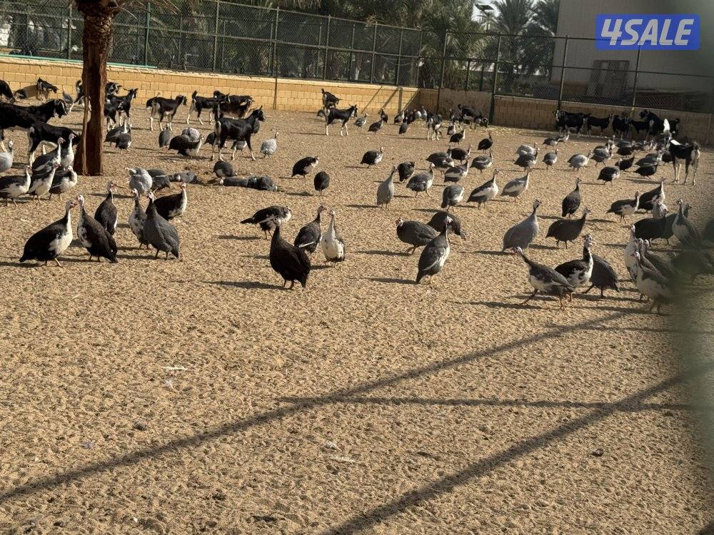 للبيع دجاج خيبر0