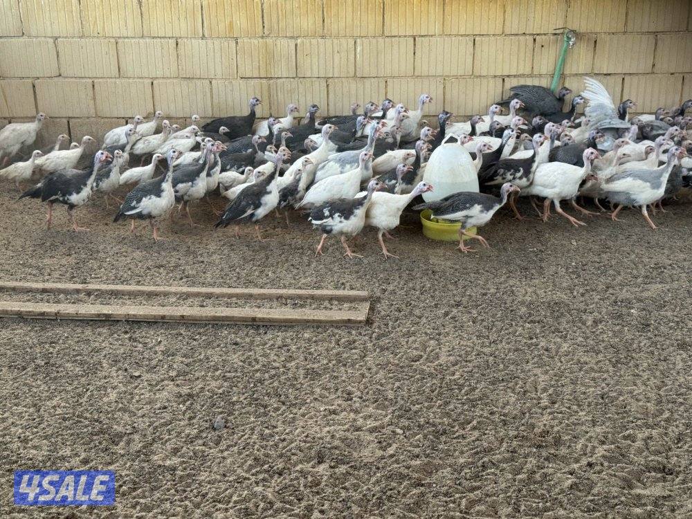 للبيع دجاج خيبر1