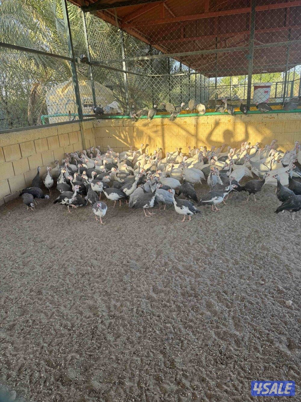 للبيع دجاج خيبر2