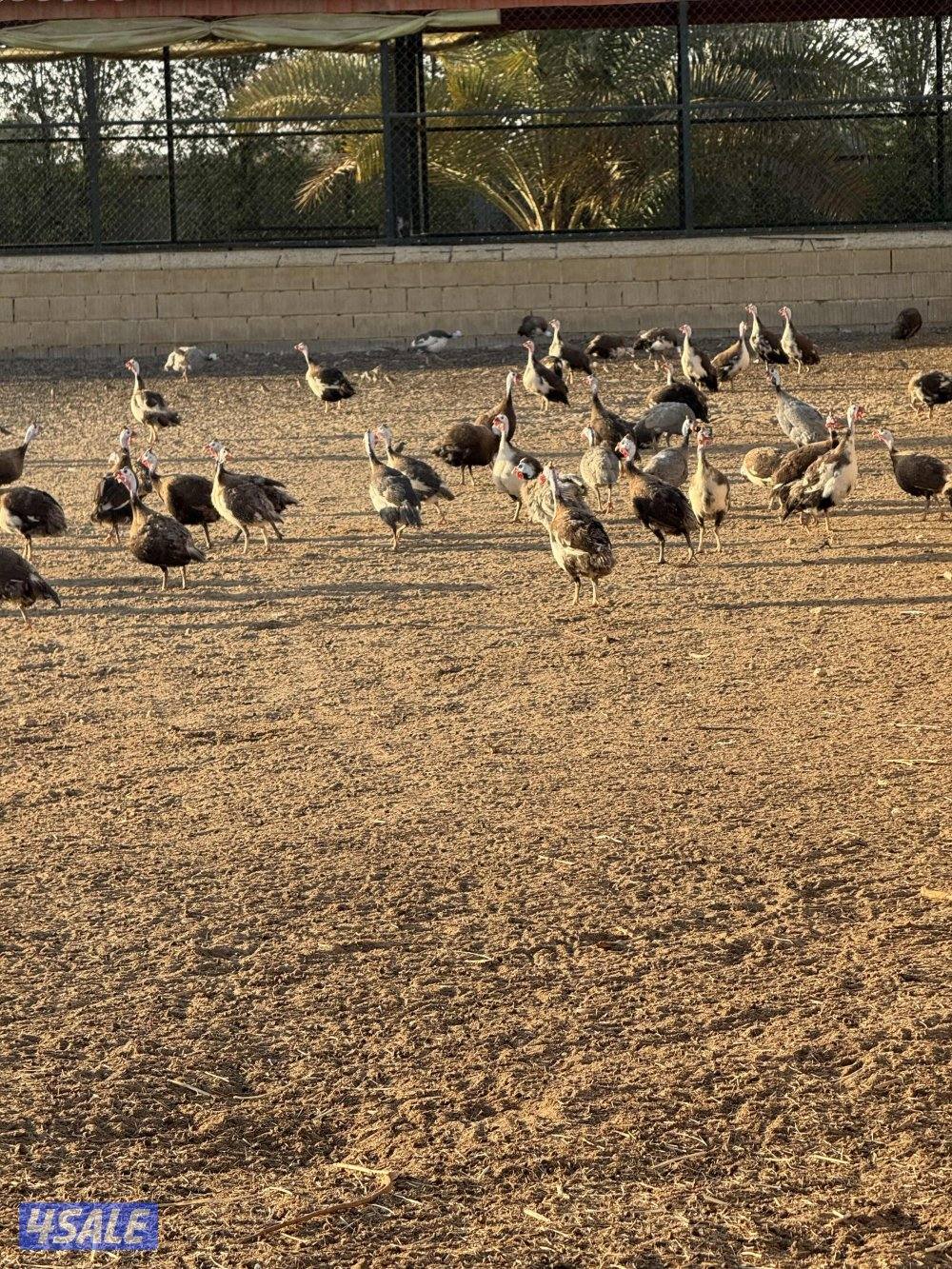 للبيع دجاج خيبر3