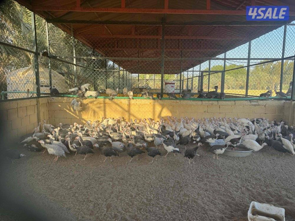 للبيع دجاج خيبر4