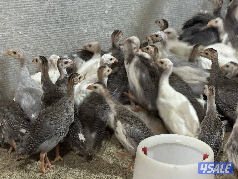 للبيع دجاج خيبر7