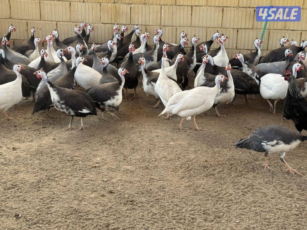 للبيع دجاج خيبر8