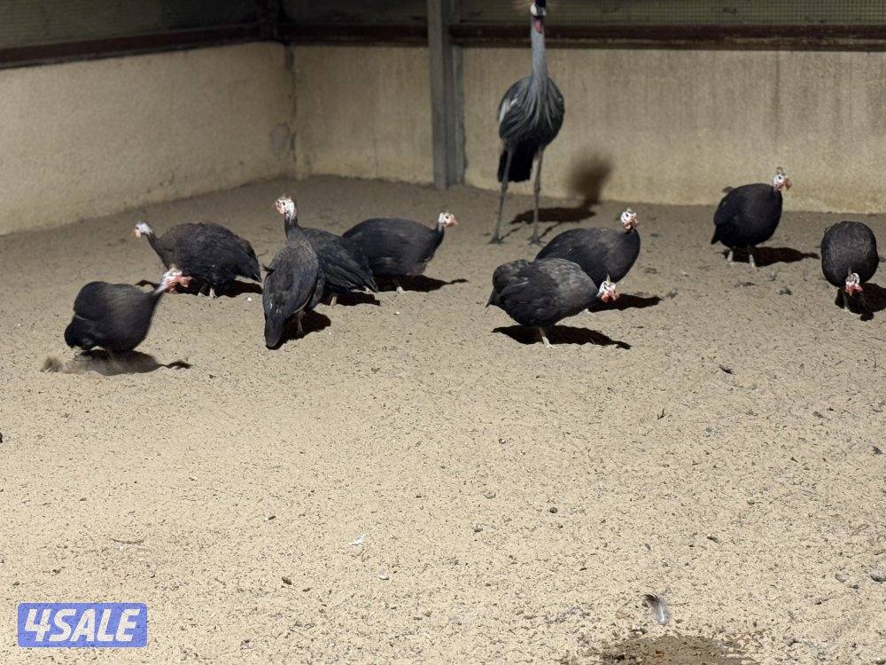 للبيع دجاج خيبر9