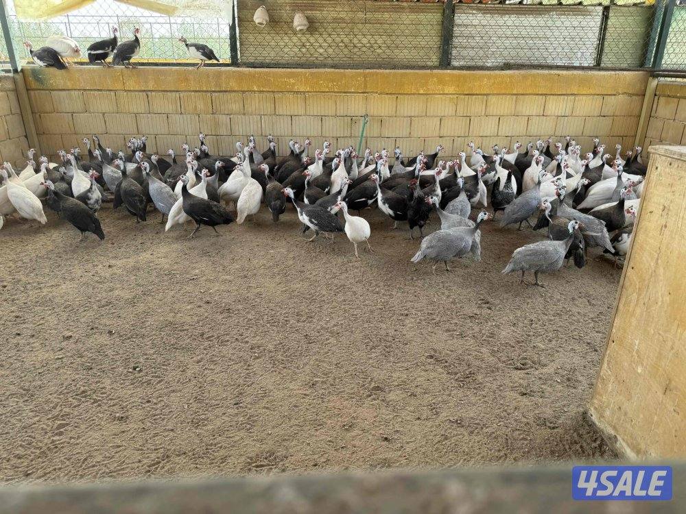 للبيع دجاج خيبر10