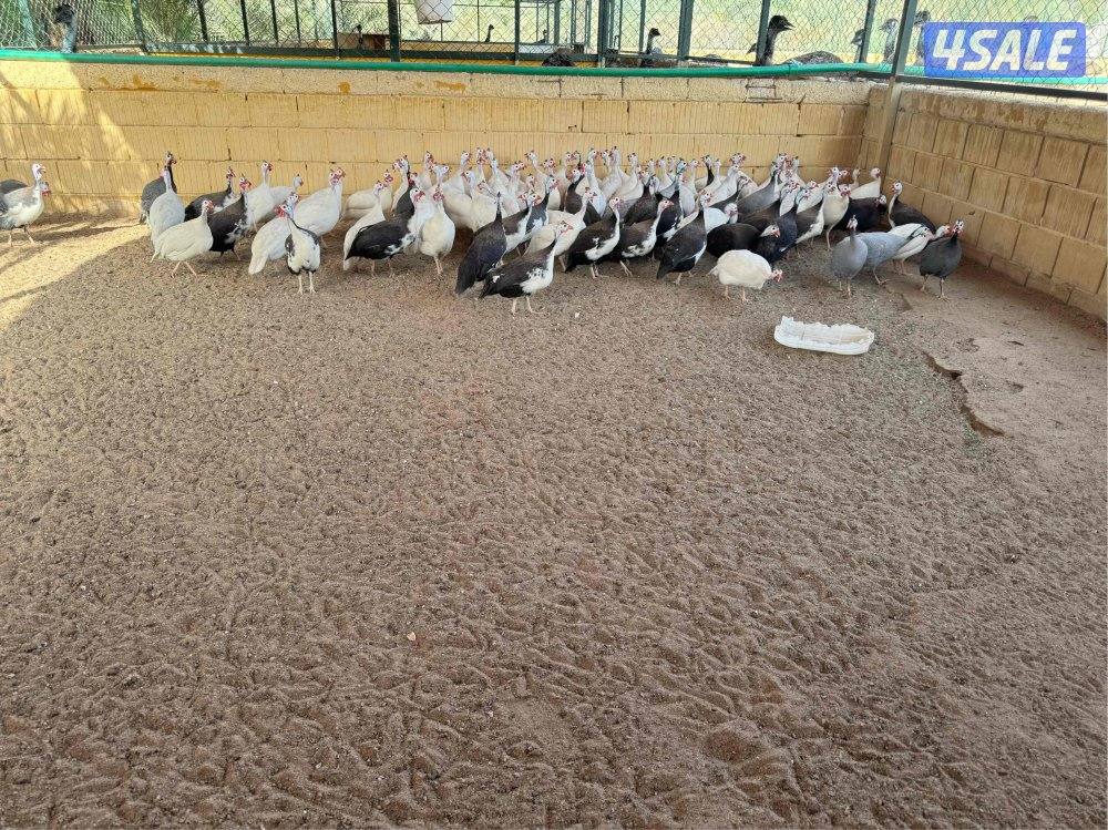 للبيع دجاج خيبر11