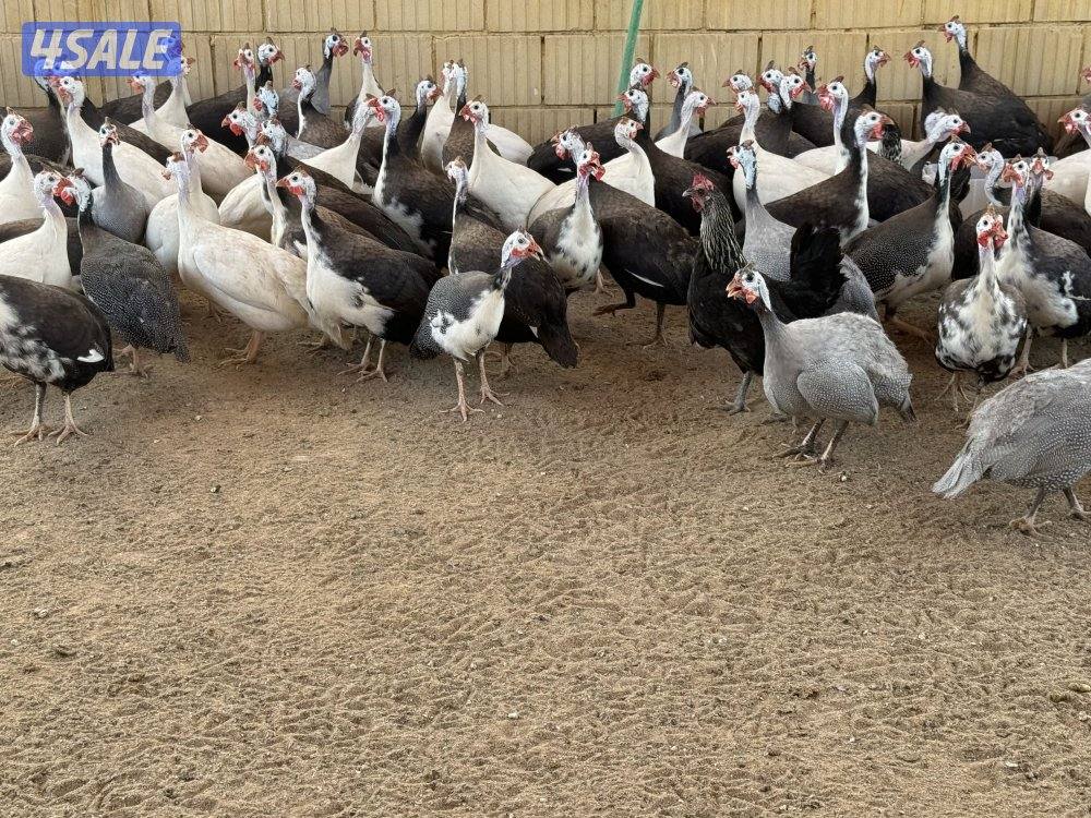 للبيع دجاج خيبر12