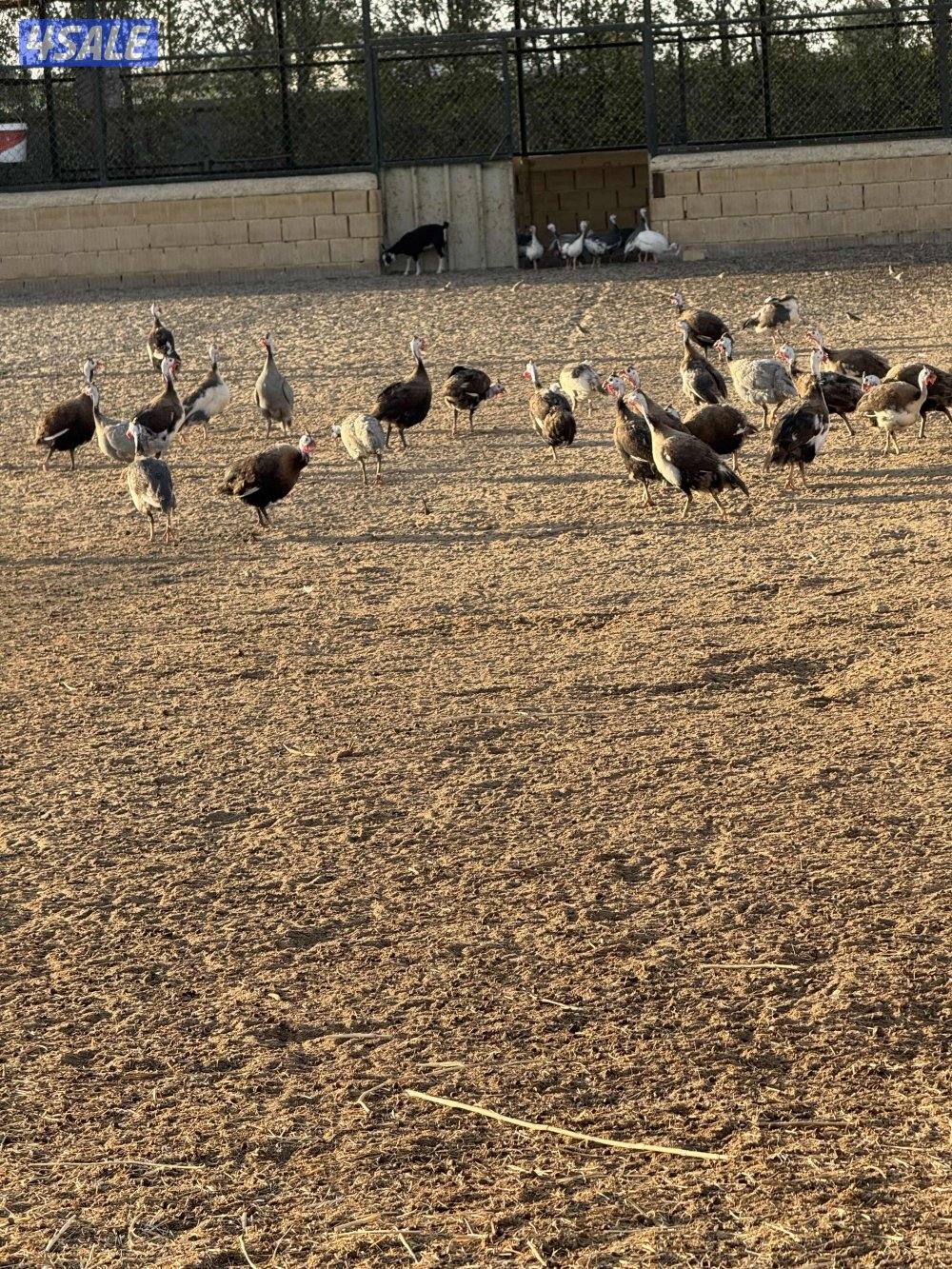 للبيع دجاج خيبر13