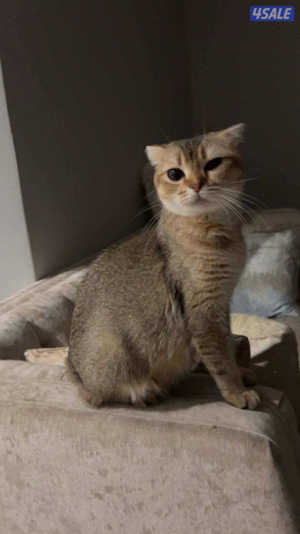 للبيع وليس للتبني ٦ كيتن والام1