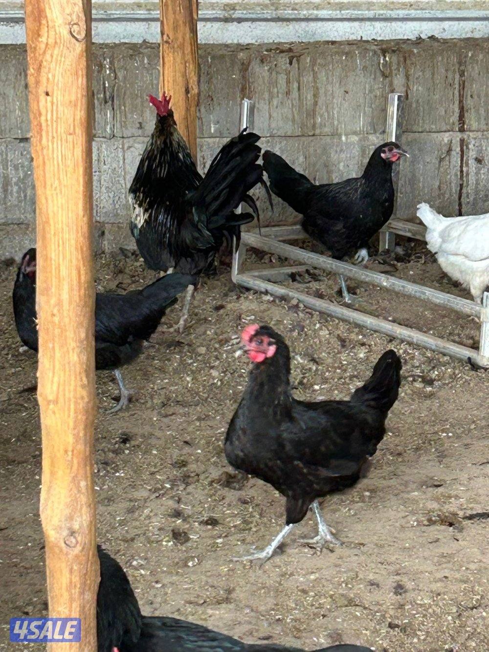 للبيع دجاج عربي وعراقي بياض مزارع الوفره0