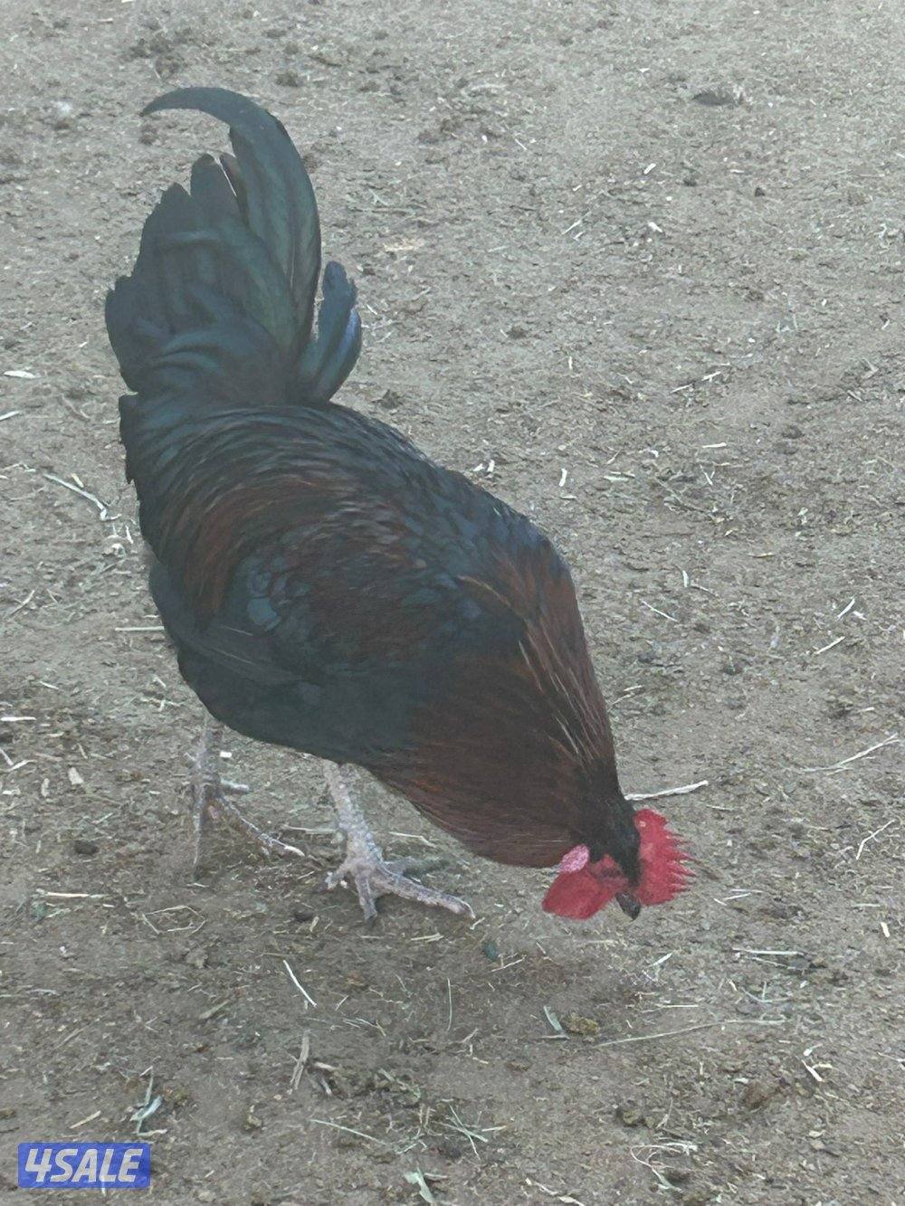 للبيع دجاج عربي وعراقي بياض مزارع الوفره1