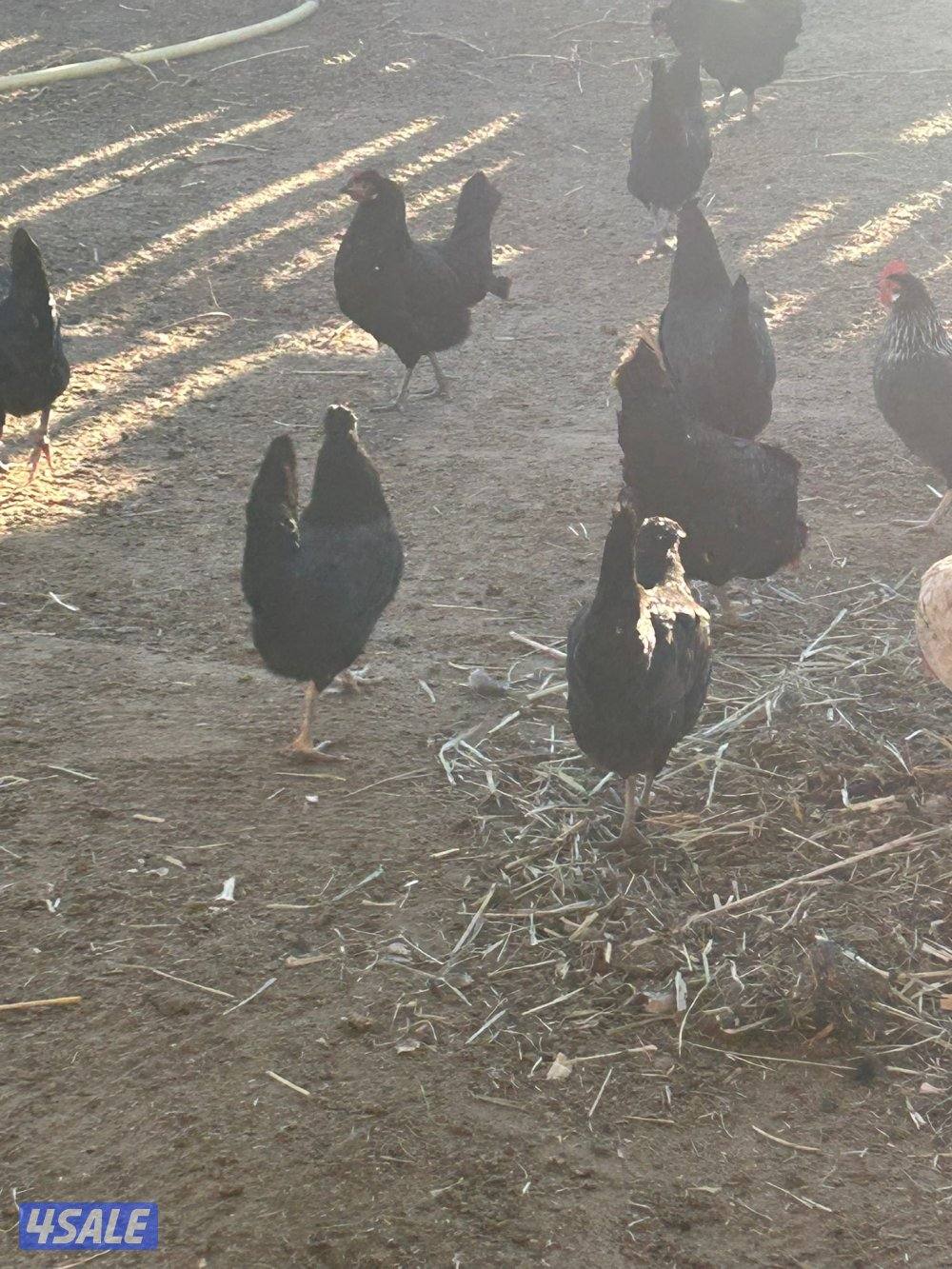 للبيع دجاج عربي وعراقي بياض مزارع الوفره2