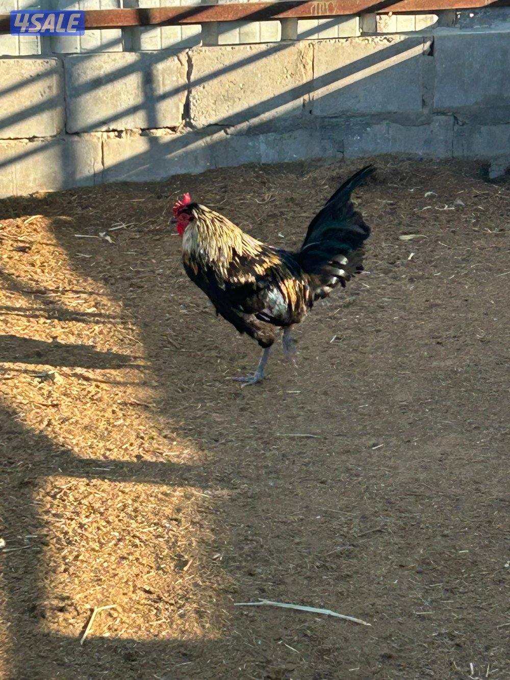 للبيع دجاج عربي وعراقي بياض مزارع الوفره3