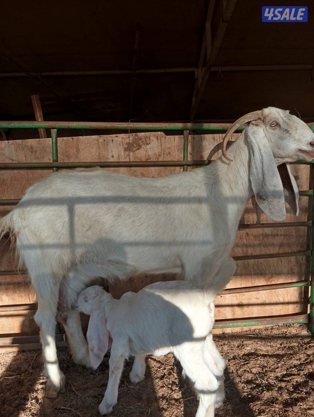 مطافيل معزى بيض وغنم سونار0