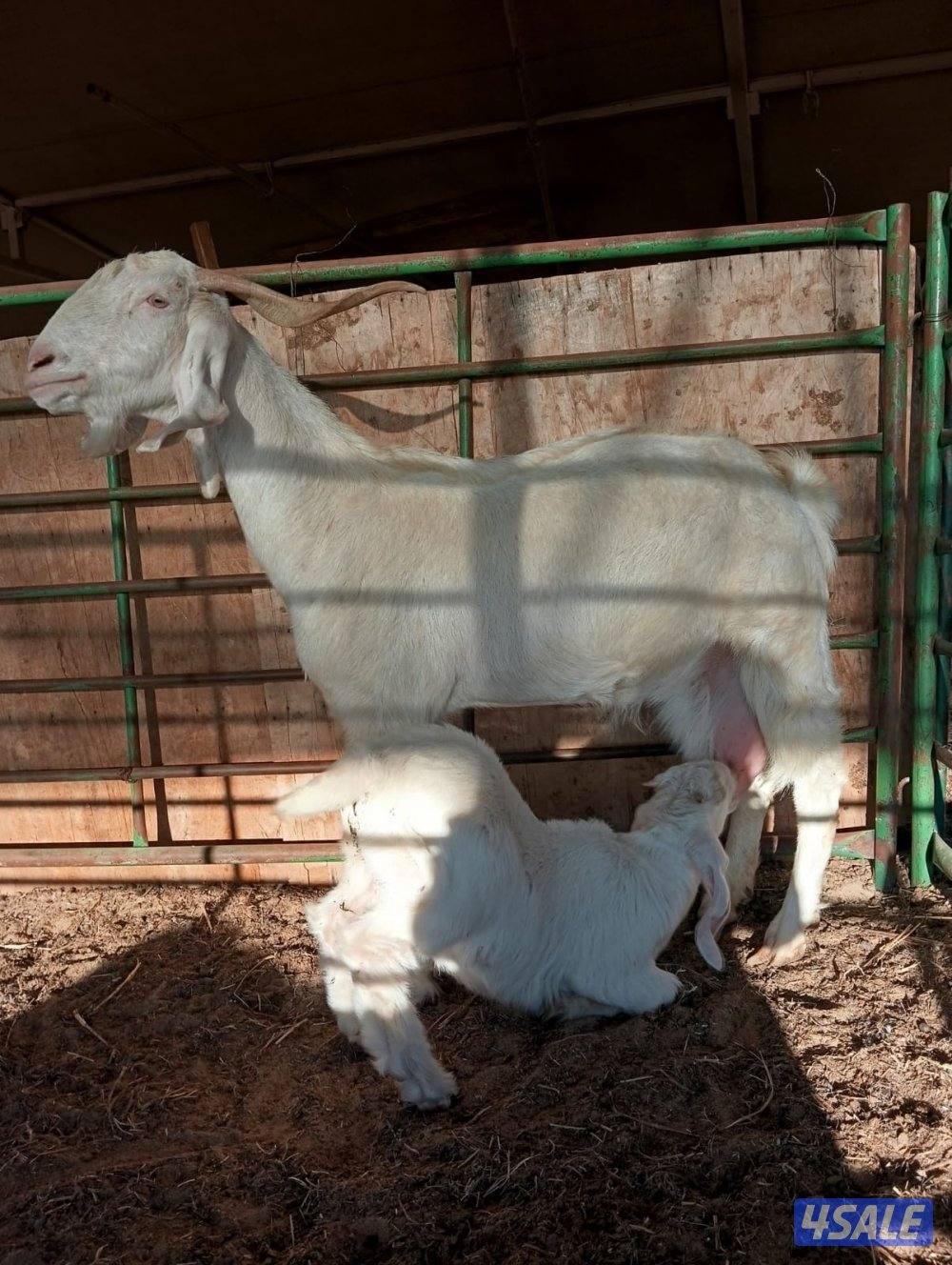 مطافيل معزى بيض وغنم سونار1