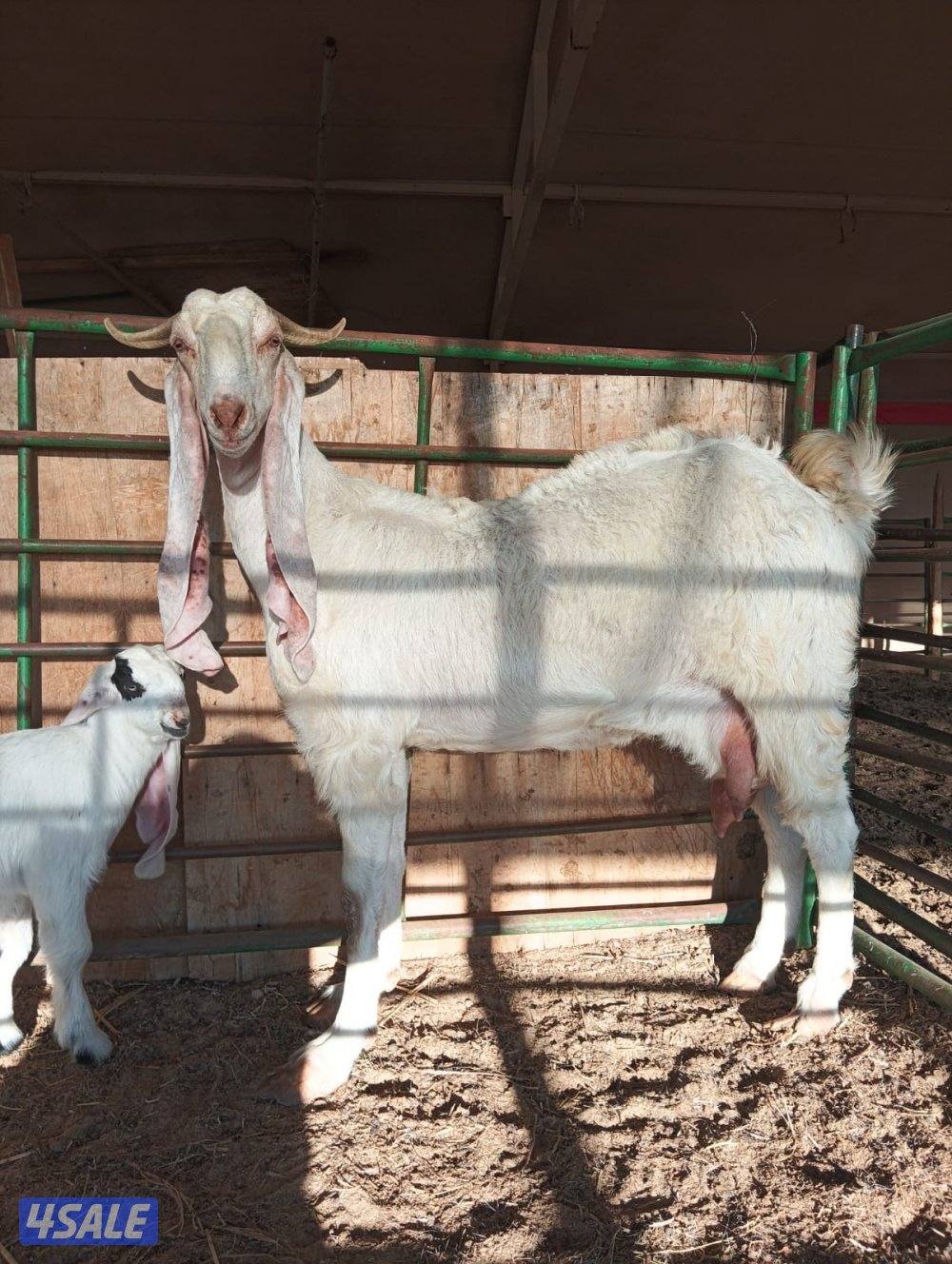 مطافيل معزى بيض وغنم سونار3