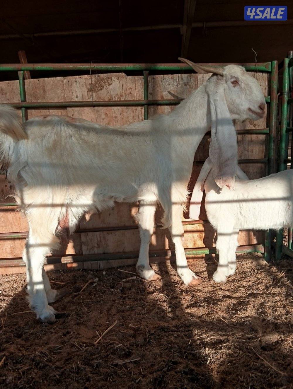 مطافيل معزى بيض وغنم سونار4