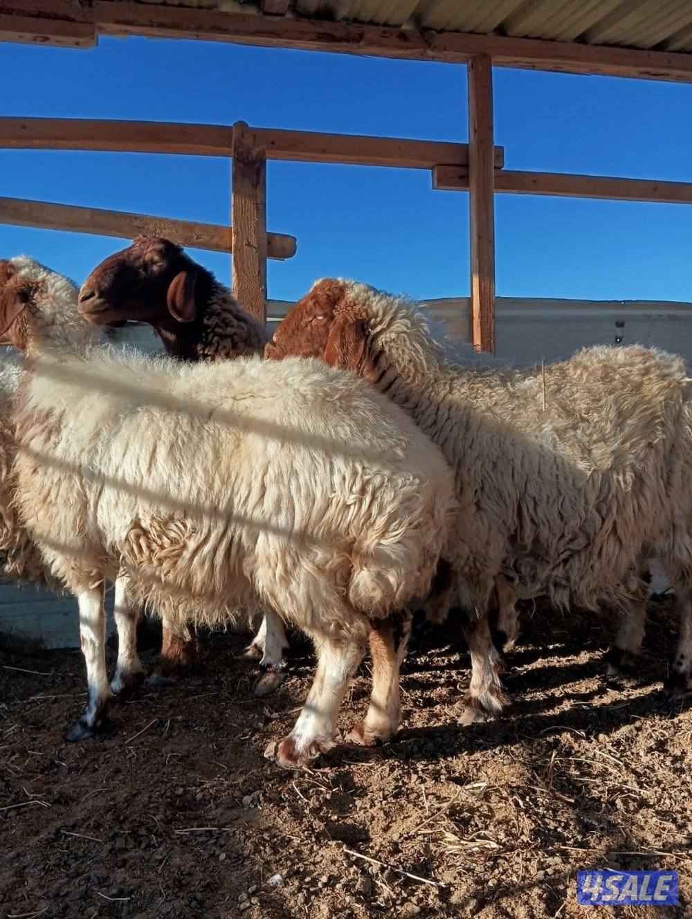 مطافيل معزى بيض وغنم سونار6