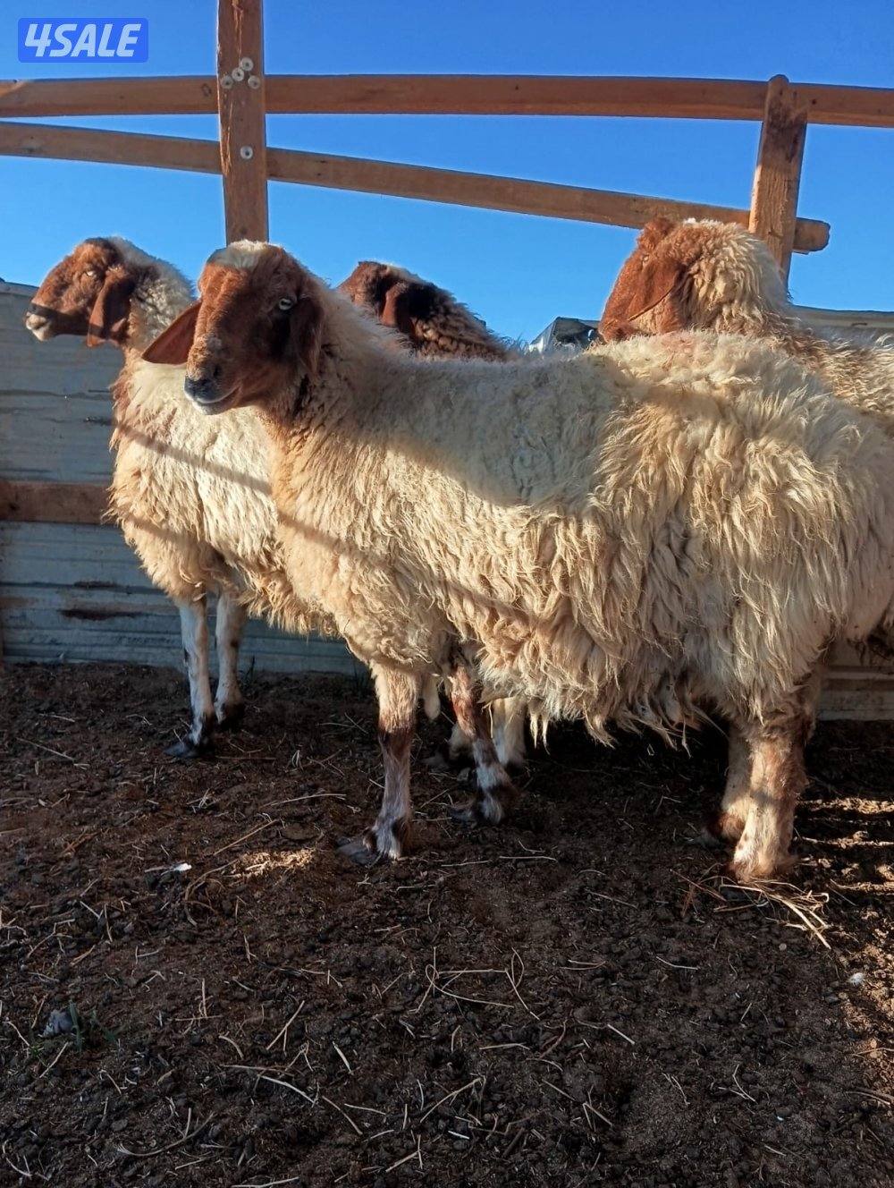 مطافيل معزى بيض وغنم سونار5