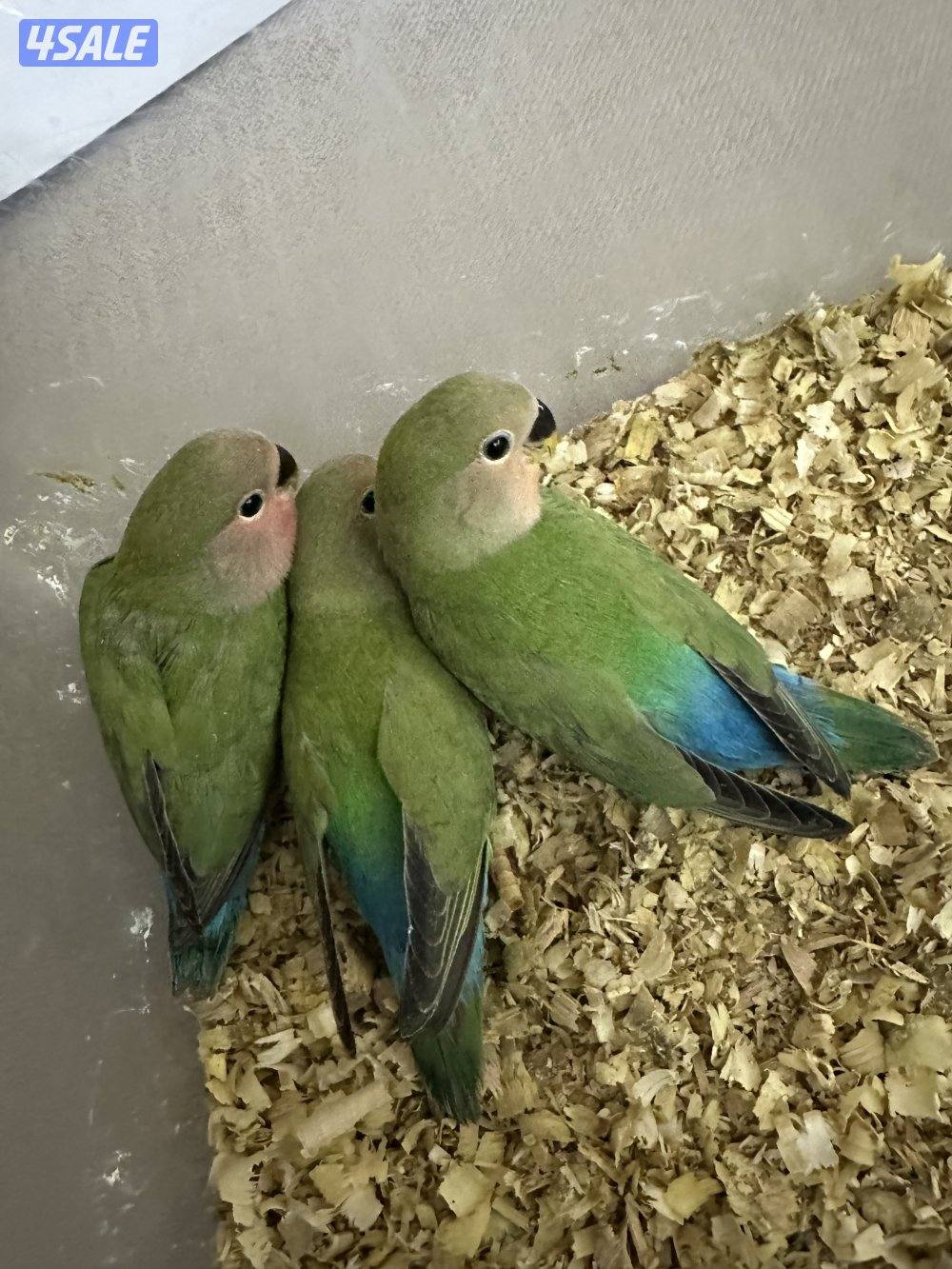 للبيع فروخ لوف بيرد10